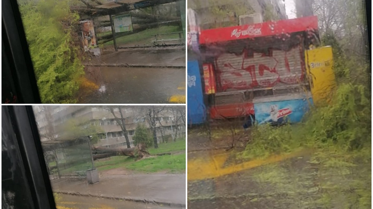 Pad drveta na Novom Beogradu