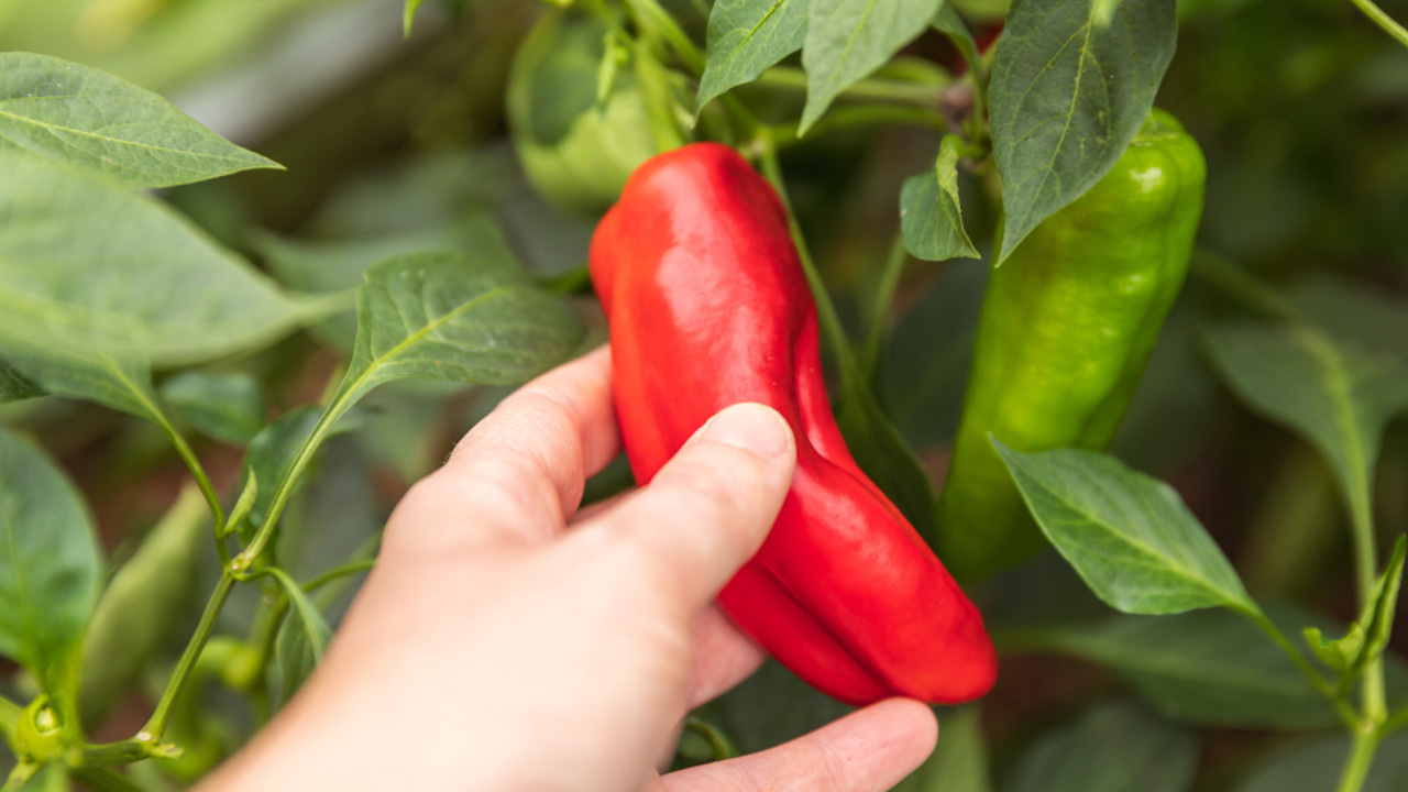 paprika