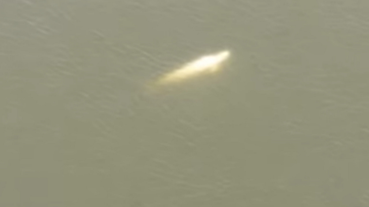 Kit Beluga