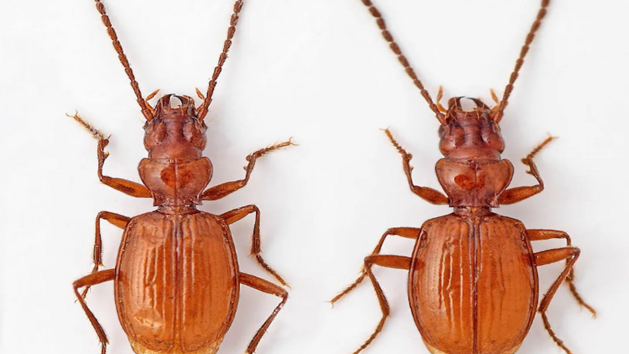 Novi insekt u Srbiji