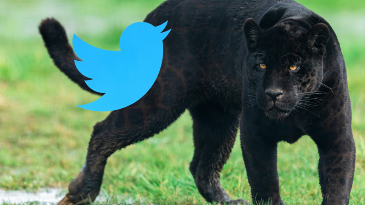Panter