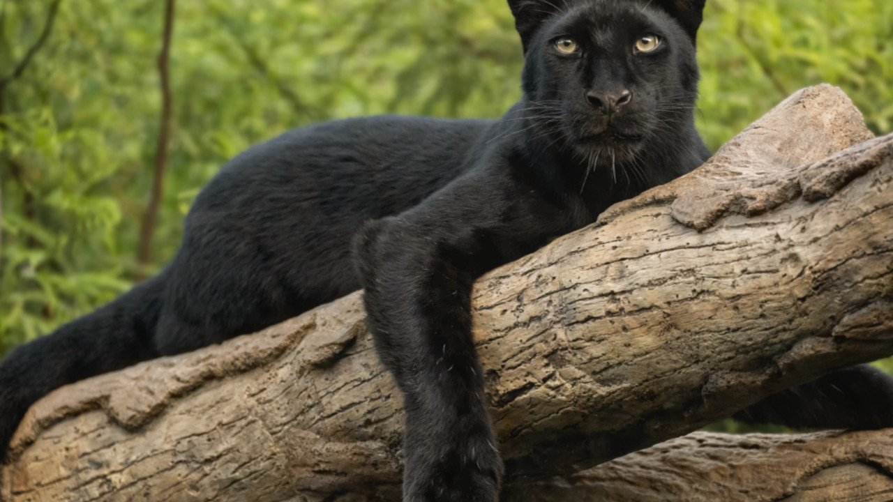 Panter