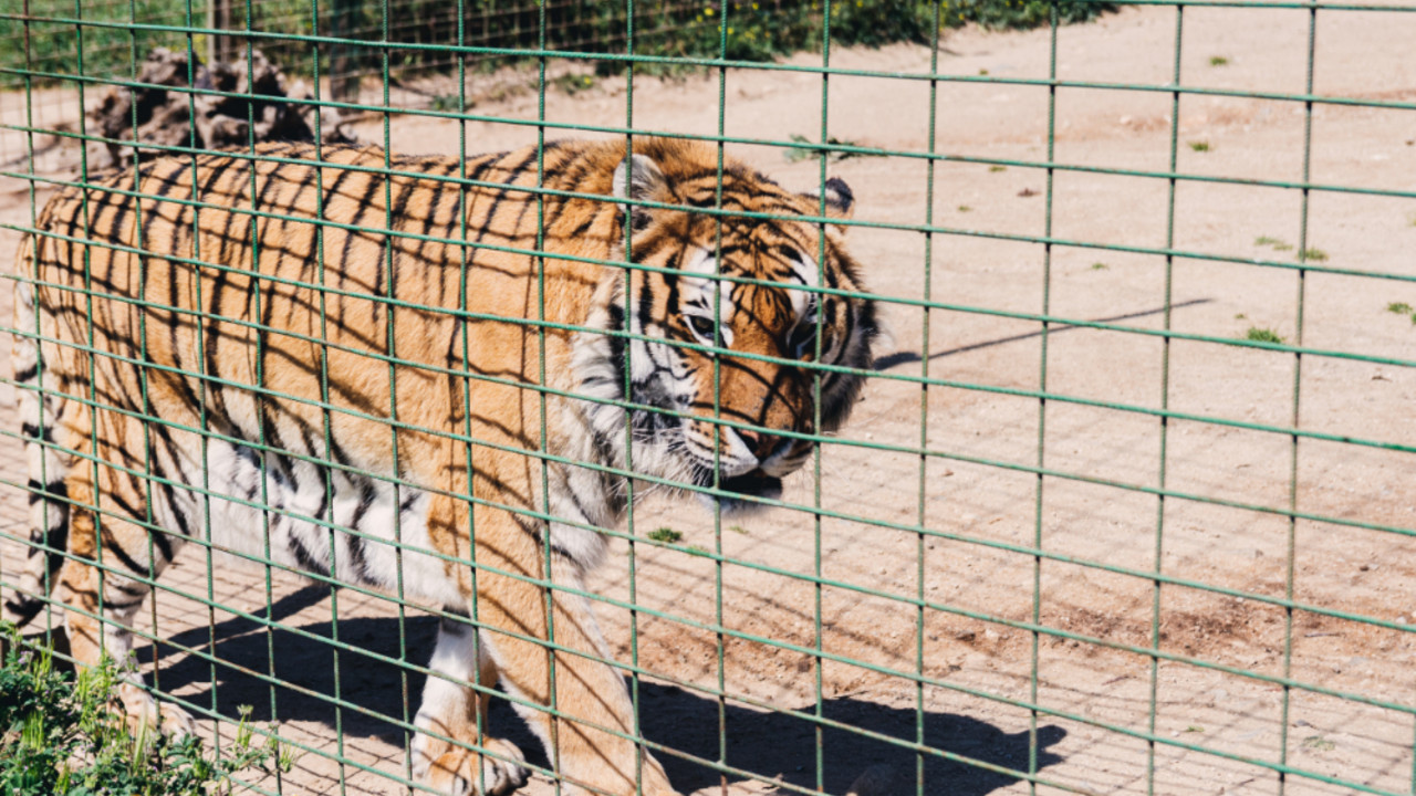 Tigar