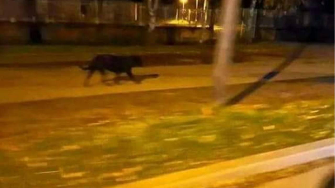 Panter, Srbobran