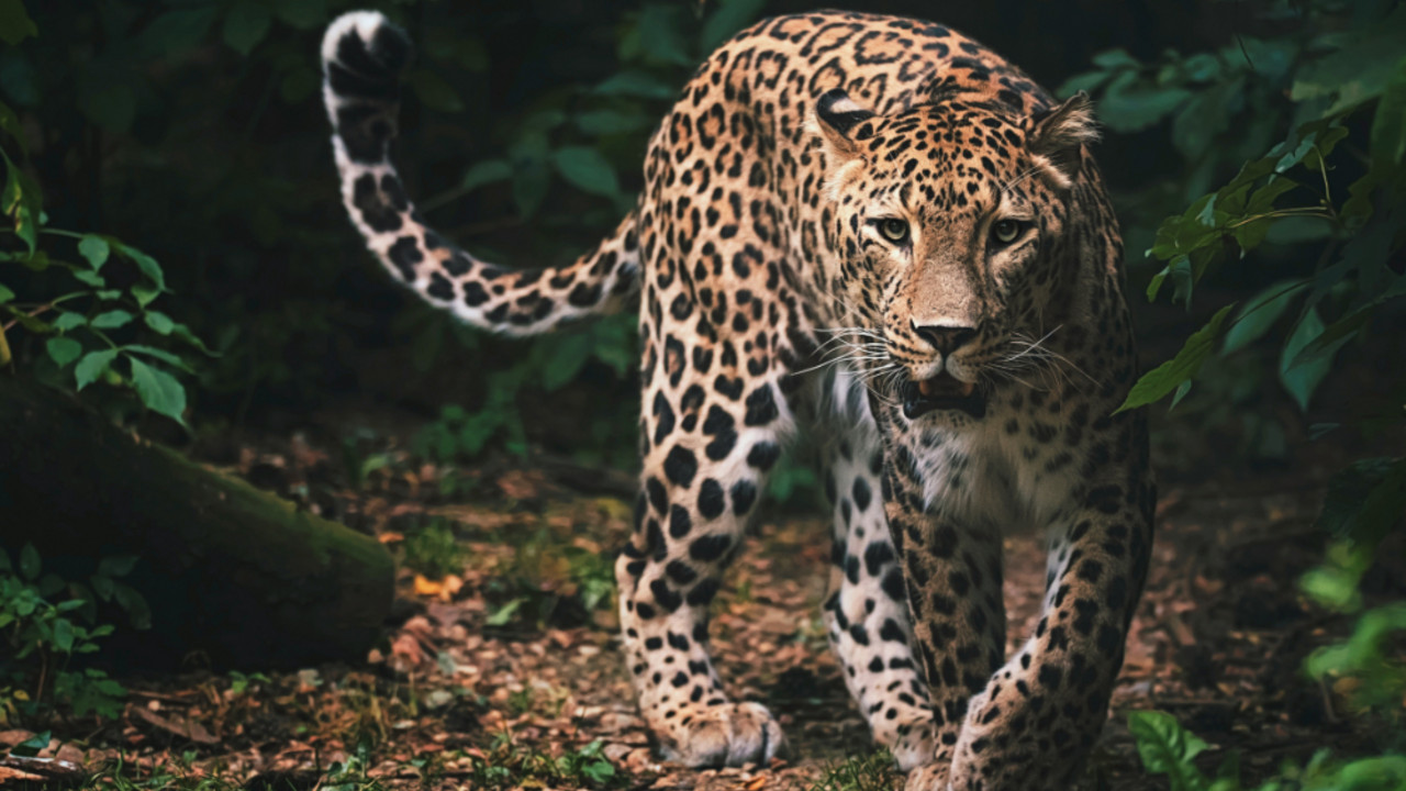 Leopard