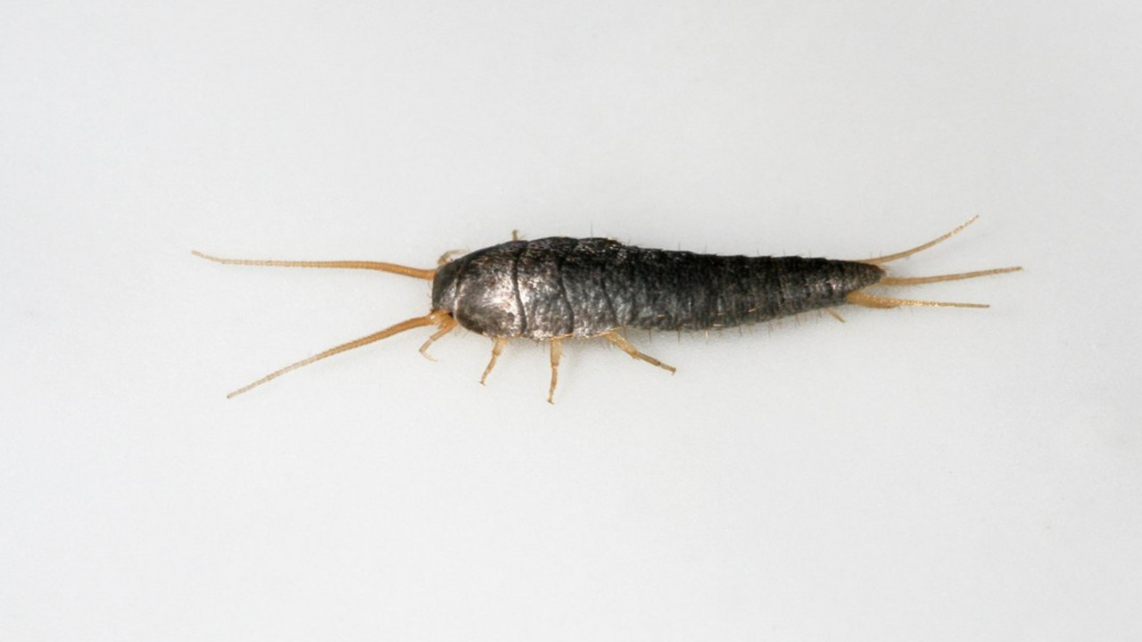 Srebrna ribica