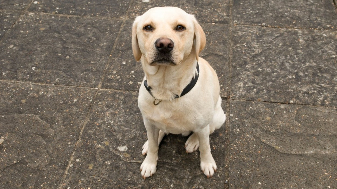 labrador