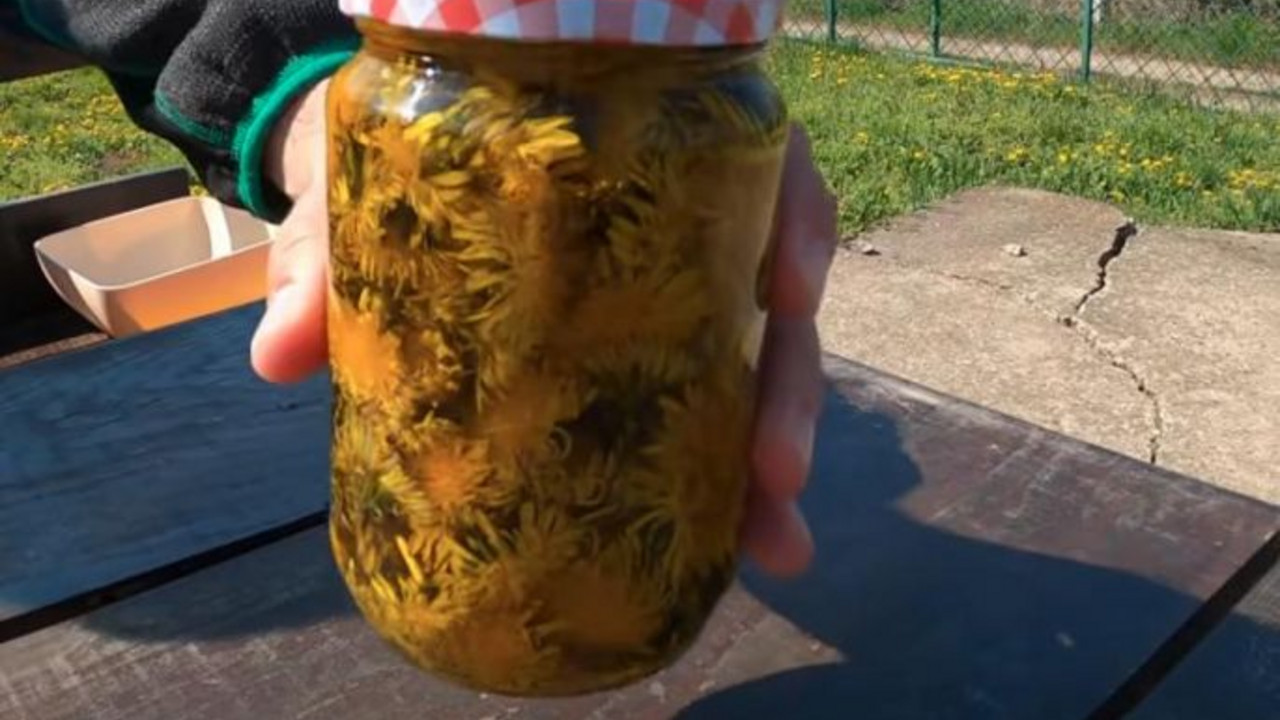 maslačak