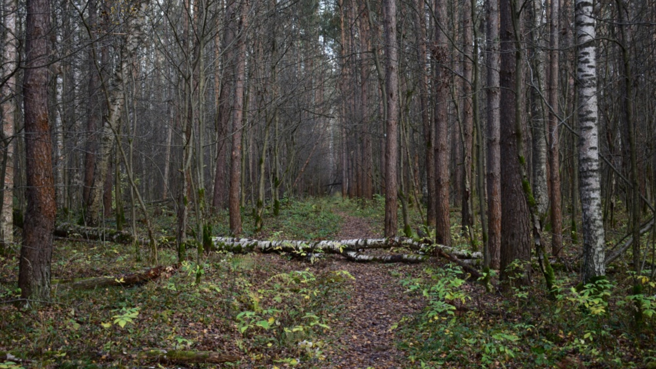 šuma