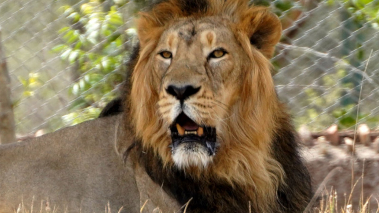 lav_zoo