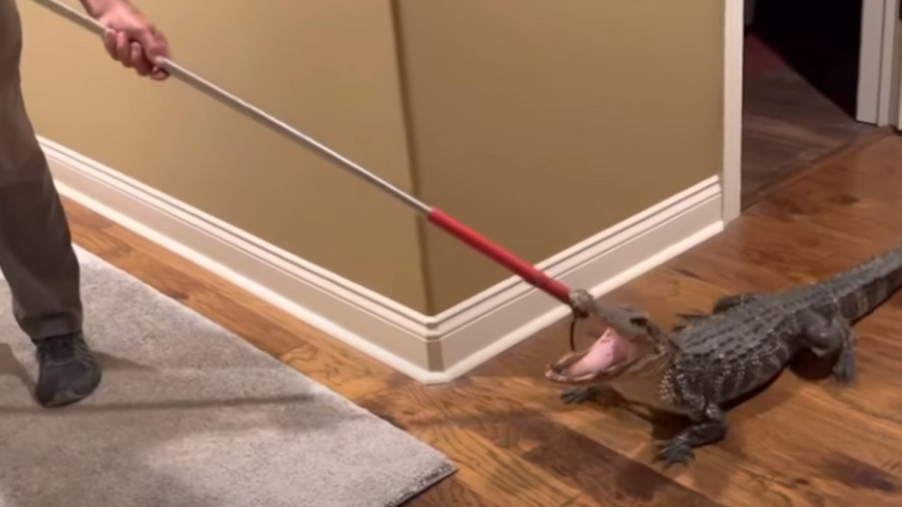 aligator