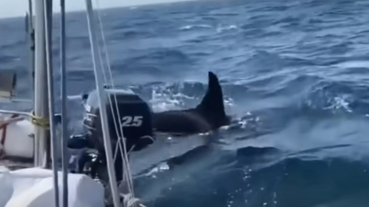 orka
