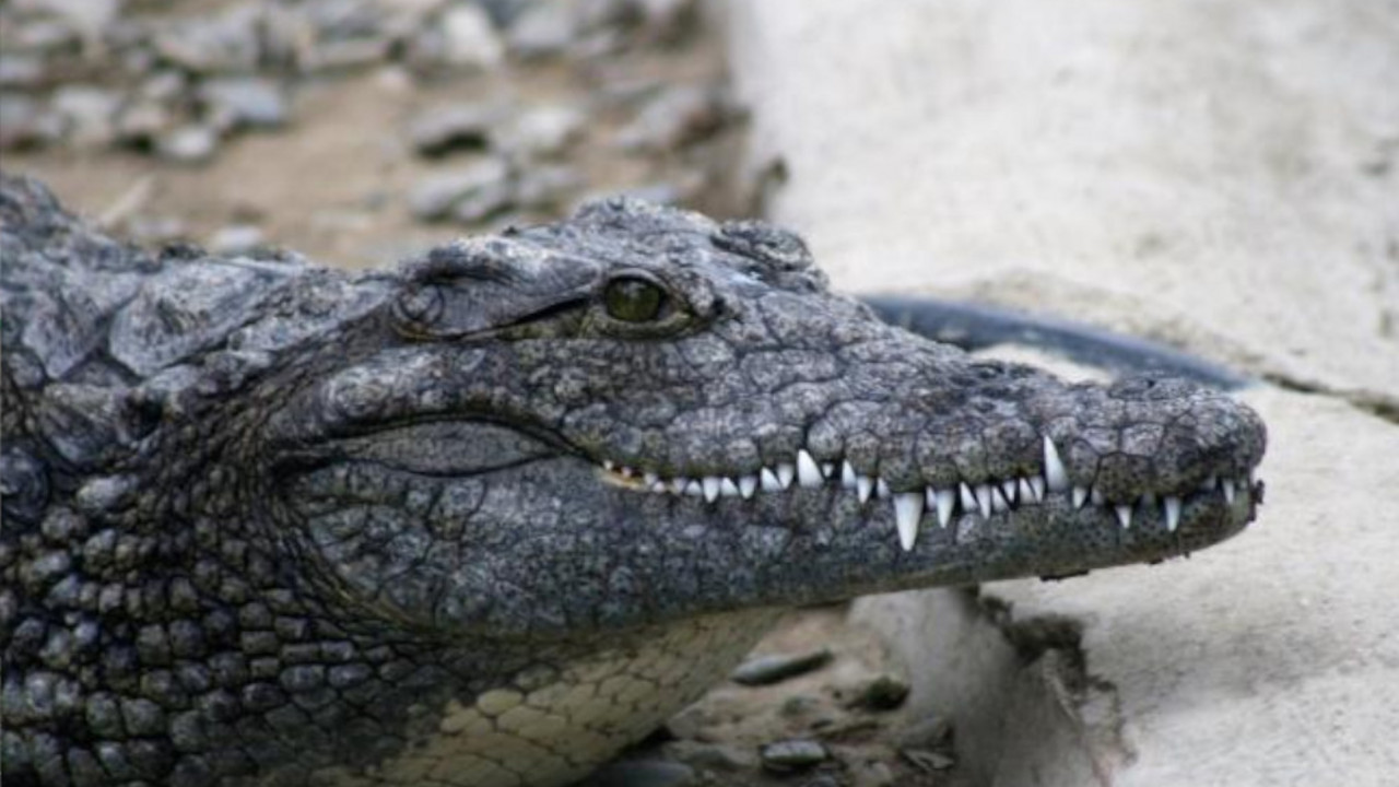 krokodil
