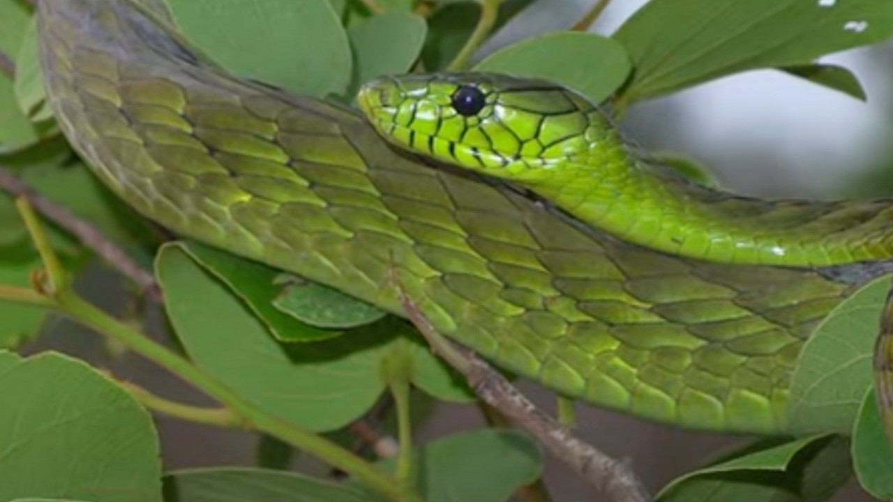 mamba
