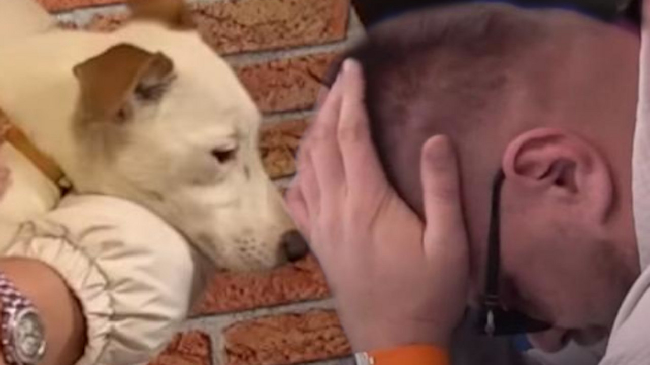 Janjuš