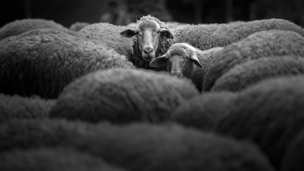Foto: Shutterstock