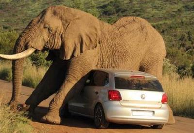 Stravična smrt: Razjareni slon izleteo iz džungle, nasrnuo na grupu turista i usmrtio muškarca sa Balkana