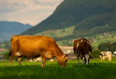 Muža krava sa 60 robota: U Ukrajini nastaje najveća robotizovana farma na svetu - Evo koje su prednosti ovakve odluke