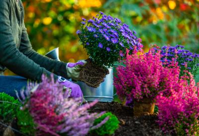 SADA SE SADi: 7 biljaka koje krajem februara garantuju NAJLEPŠU BAŠTU, TERASU I DVORIŠTE na proleće - ko ih poseje sad, ima eksploziju cvetanja i zdrav rod