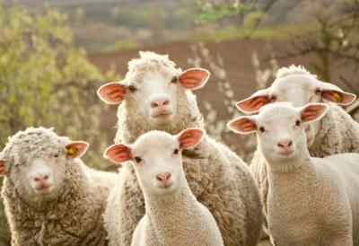 Jagnjad iz Srbije na putu ka Libiji: Nova etapa za agrarni sektor