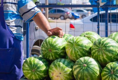 Rod ove godine obećava, ali računica nije jednostavna - Veći prinos lubenice može da zavara, jer konačnu zaradu određuju brojni faktori