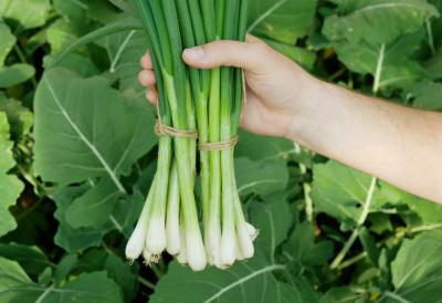 Kako da vam mladi luk izraste za samo nekoliko dana iz čaše vode?