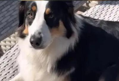 TIKTOK "GORI" ZBOG OVOG SNIMKA! Pas otišao u komšiluk i odlučio da se ODMORI PORED BAZENA! "On živi bolje od svih nas!"