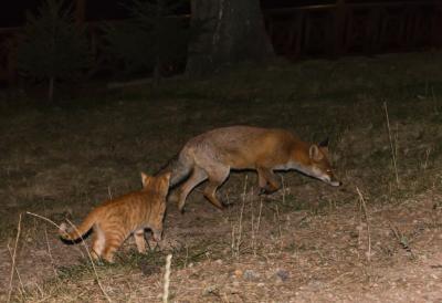 Da li ste čuli za MAČKOLISICU? Dosad se verovalo da je samo deo mitova, a onda je POTVRĐENO NJENO POSTOJANJE