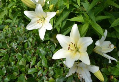 Veruje se da donosi sreću i blagostanje: Na današnji dan u kuću treba uneti Bogorodičin cvet, evo i zašto