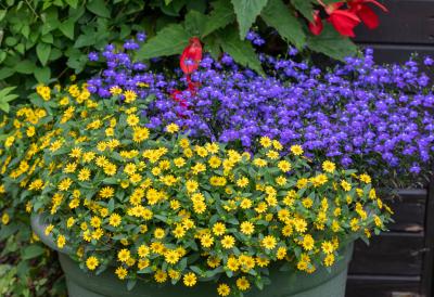 Ovo CVEĆE se SADI baš na Uskrs - Veruje se da će cvetati cele godine, a jedan cvet je jako važan za svaku pravoslavnu porodicu