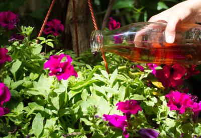 Prirodno đubrivo od dva sastojka: pospešite brži rast i bujnije cvetanje biljaka