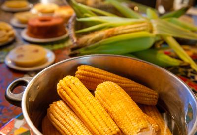 Slaba tražnja pritisla tržište kukuruza: Cene u padu, dok pšenica uprkos pritiscima ostaje stabilna