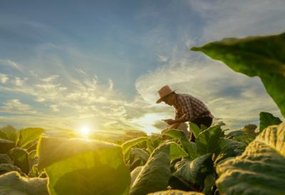 14 miliona dinara za poljoprivrednike: Država otvorila konkurs - Podnesite prijavu