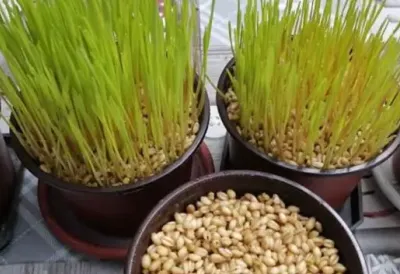 BOŽIĆNA PŠENICA SEJE SE NA DAN SVETOG NIKOLE: Tradicionalni običaj za dobru godinu - evo kako da je POSEJETE