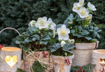 Cvet koji preživljava MRAZ, ne traži gotovo nikakvo održavanje i cveta godinama - savršena PRIRODNA dekoracija dvorišta, bašte i terasa pred praznike