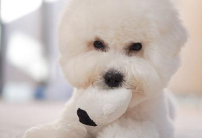 Najbolja rasa PASA za držanje U STANU - Odlično se snalaze kad ostanu sami, NE LINJAJU SE i ne izazivaju ALERGIJE