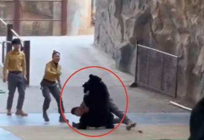 (VIDEO) Uhvaćen trenutak brutalnog napada pobesnelog medveda: Nemilosrdno skočio na čoveka pa nastala užasavajuća borba, pritrčao u pomoć ko je stigao - ovako je sve izgledalo