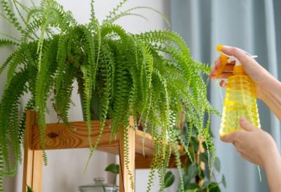 Prirodni SPREJ za sobne biljke koji daje sjaj listovima, a cveće niče kao iz vode - Sve sastojke imate u frižideru