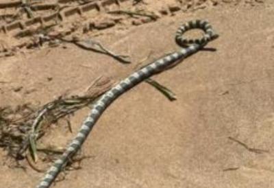 UZBUNA: Turističko mesto pod opsadom OTROVNIH ZMIJA! Vlasti i istraživači zbunjeni: Zašto baš sada i zašto toliko? (FOTO)