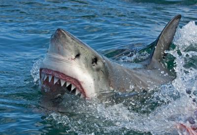 Nema kraja strahoti, četvrti KRVOLOČNI napad za 48 sati: Plaže hitno zatvorene za kupače, 