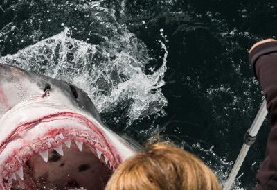 Horor, popularne plaže hitno zatvorene: Za 24 sata časa čak tri MONSTRUOZNA napada ajkule, povređenima se bore za život