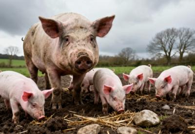 Cene mešovite po gradovima: Jagnjad, svinje i telad su skuplja u ovom delu Srbije