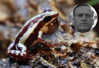 Telo se grči, srce staje - do smrti vas deli samo 10 minuta: Ovo je misterija otrova streličaste žabe koji je možda ubio Navaljnog