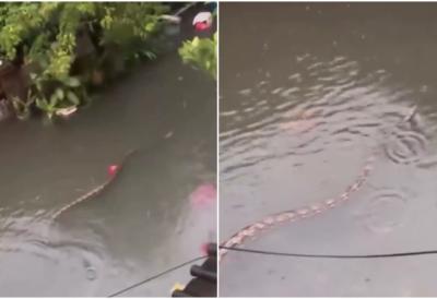 Stravične kiše poplavile ulice, DŽINOVSKE ZMIJE se slobodno probijaju kroz četvrti i sokake: Stravični snimci obilaze mreže, prizori su jezivi (VIDEO)