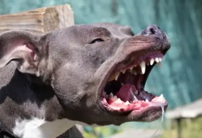 "Žena je vrištala i dozivala pomoć dok je pas napadao mladića" Stravični detalji napada staforda u Nišu "U strahu smo..."