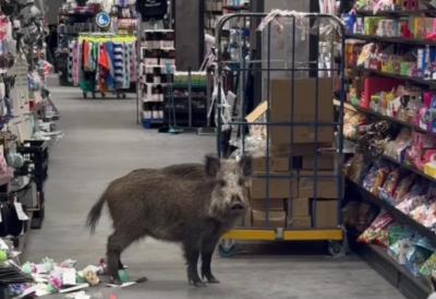 Neobičan posetilac iznenadio kupce u tržnom centu: Divlja svinja prošetala među rafovima, policija i nadležne službe odmah intervenisale (FOTO)