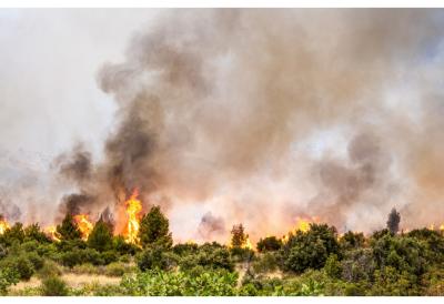(VIDEO) Vatra besni na brdu: 50 vatrogasaca u borbi sa požarom, avion  pomaže iz vazduha