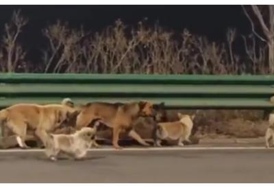 Heroji sa četiri šape: Pobegli iz kamiona smrti i prešli 17 km, a vođa mali korgi koji nije odustao (VIDEO)