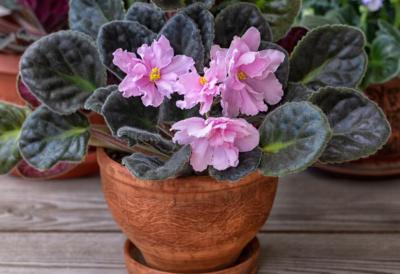 Afrička ljubičica: kako se održava i kako podstaći neprekidno cvetanje