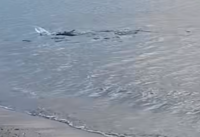 I to u plićaku: Uzbuna u Grčkoj, velika bela ajkula uočena blizu obale - ljudi na plaži nemo posmatrali nesvakidašnji prizor (VIDEO)